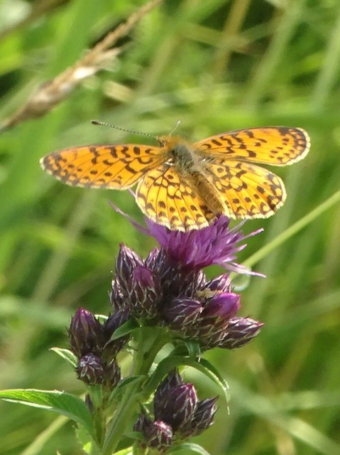 Boloria selene - fakó gyöngyházlepke