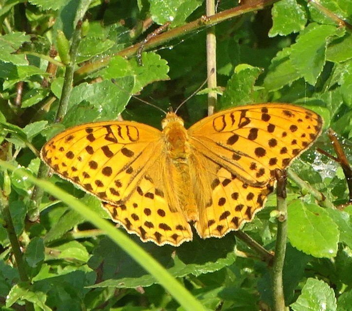 Argynnis laodice - keleti gyöngyházlepke