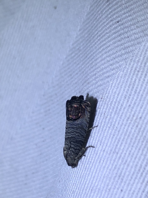 Cydia pomonella - almamoly