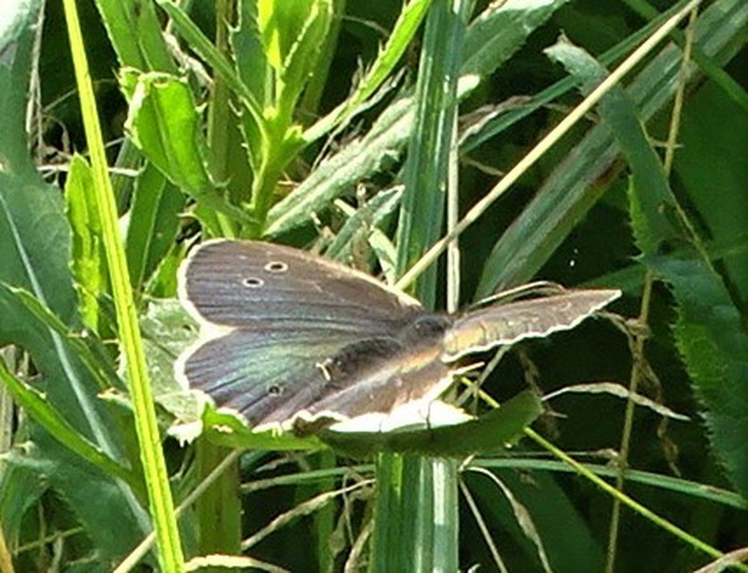 Aphantopus hyperanthus - közönséges ökörszemlepke