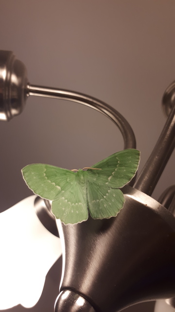 Geometra papilionaria - nagy zöldaraszoló