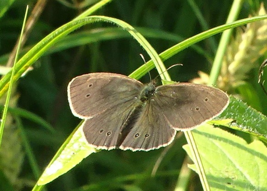 Aphantopus hyperanthus - közönséges ökörszemlepke