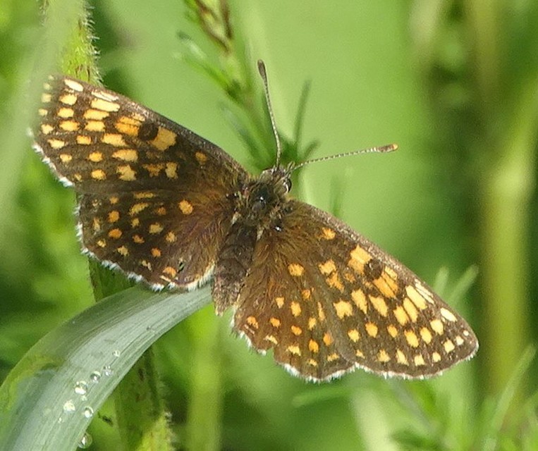 Melitaea diamina - kockás tarkalepke