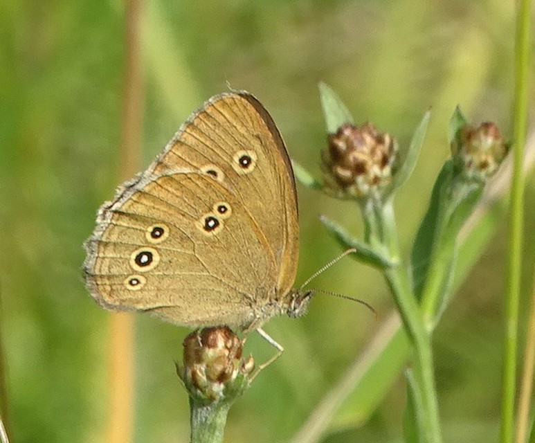 Aphantopus hyperanthus - közönséges ökörszemlepke