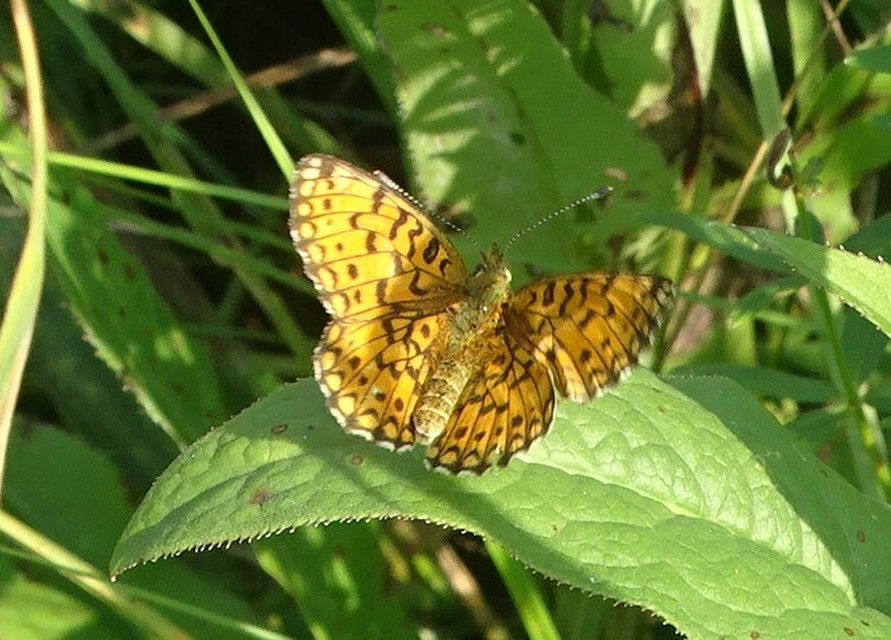 Boloria selene - fakó gyöngyházlepke