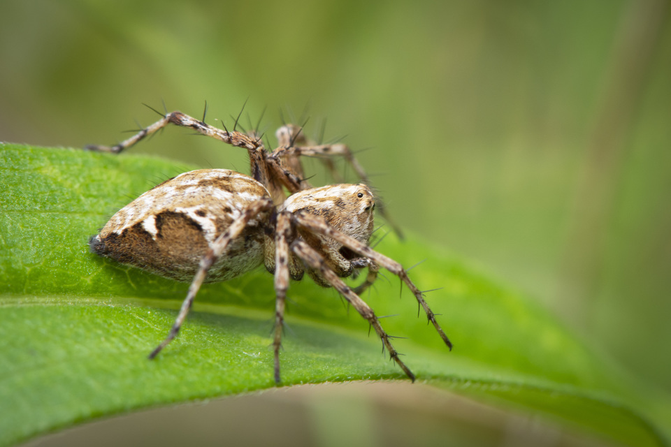 Oxyopes heterophthalmus - homoki hiúzpók