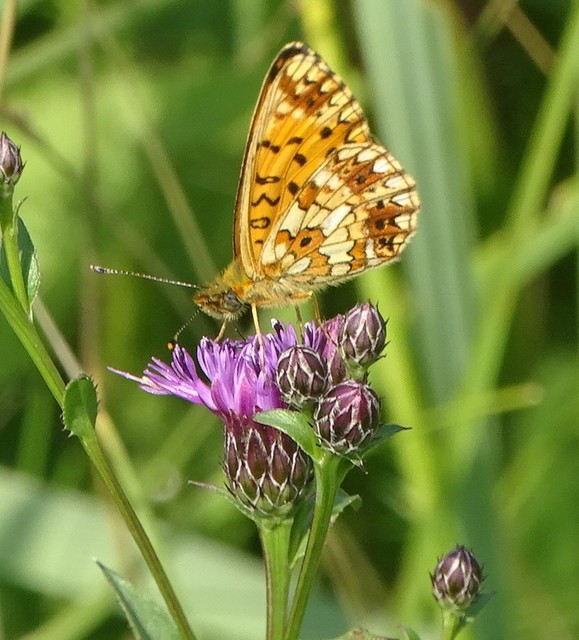 Boloria selene - fakó gyöngyházlepke