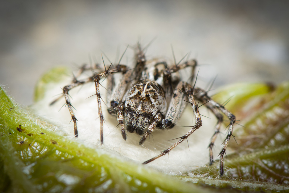 Oxyopes ramosus