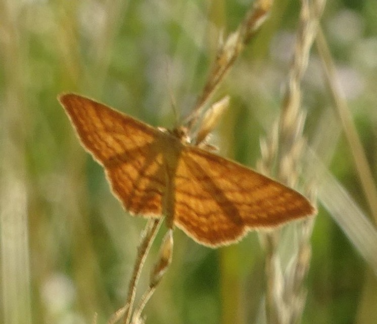 Idaea ochrata - okkerszínű sávosaraszoló