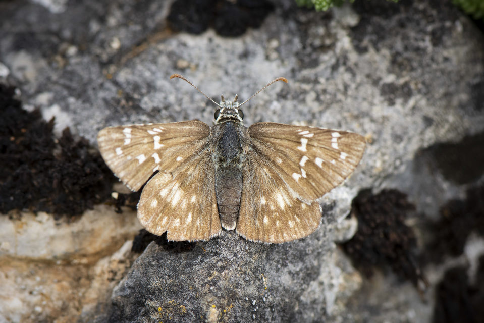Pyrgus armoricanus - feles busalepke