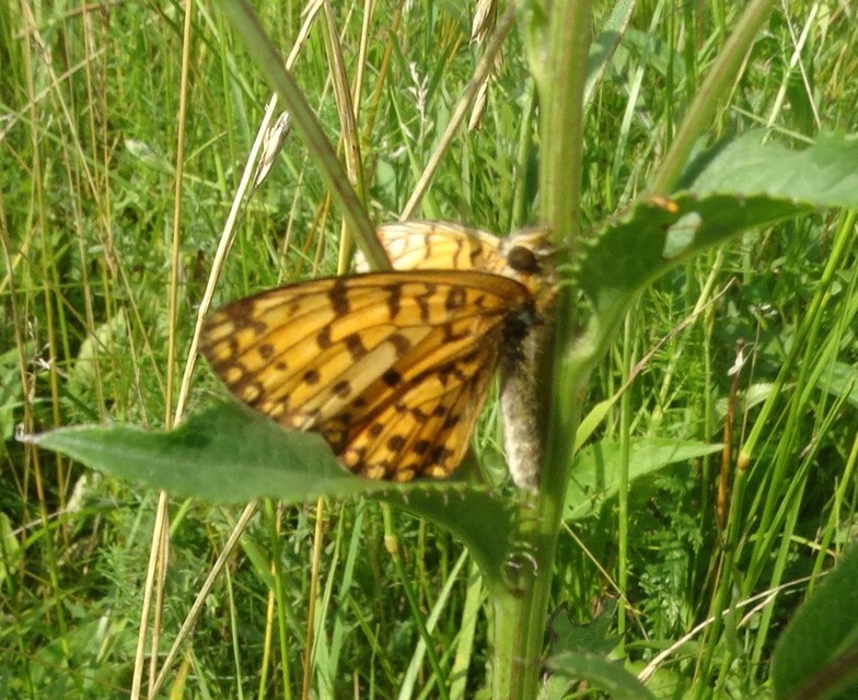 Boloria selene - fakó gyöngyházlepke
