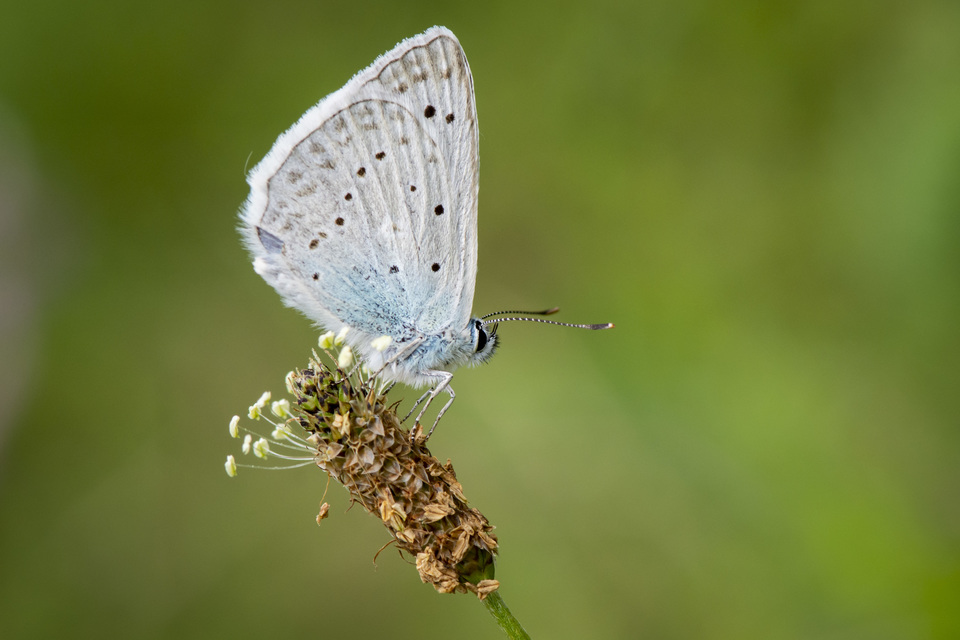 Polyommatus daphnis - csipkés boglárka