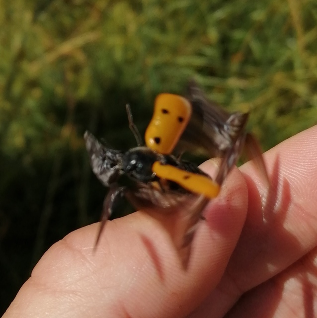 Lachnaia sexpunctata - szőrösnyakú zsákhordóbogár