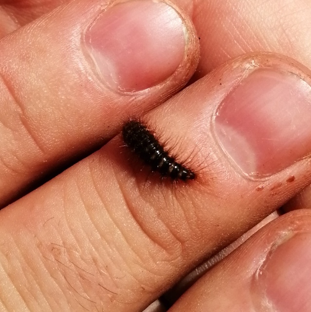 Dermestes