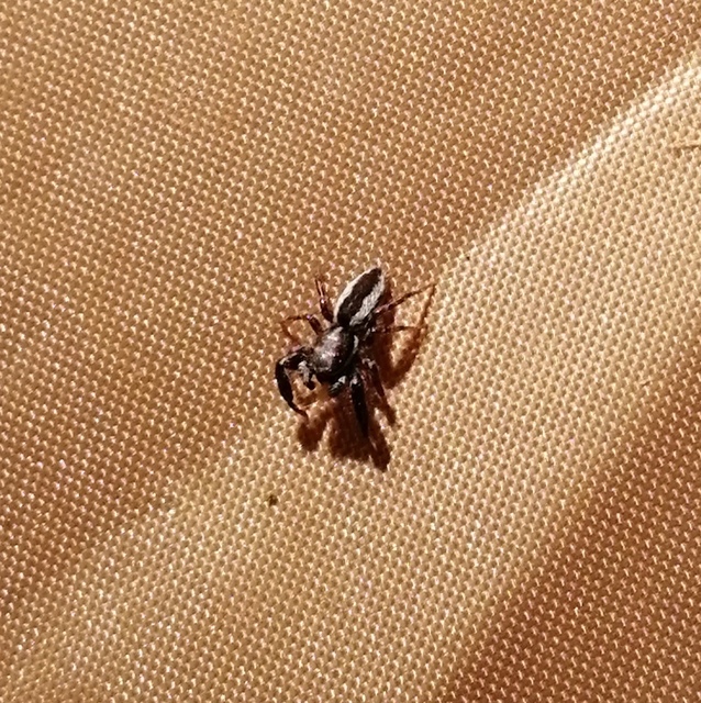 Pseudicius encarpatus - kéregugrópók