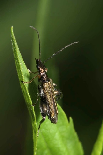 Oedemera flavipes - sárgalábú álcincér Oedemera flavipes - sárgalábú álcincér