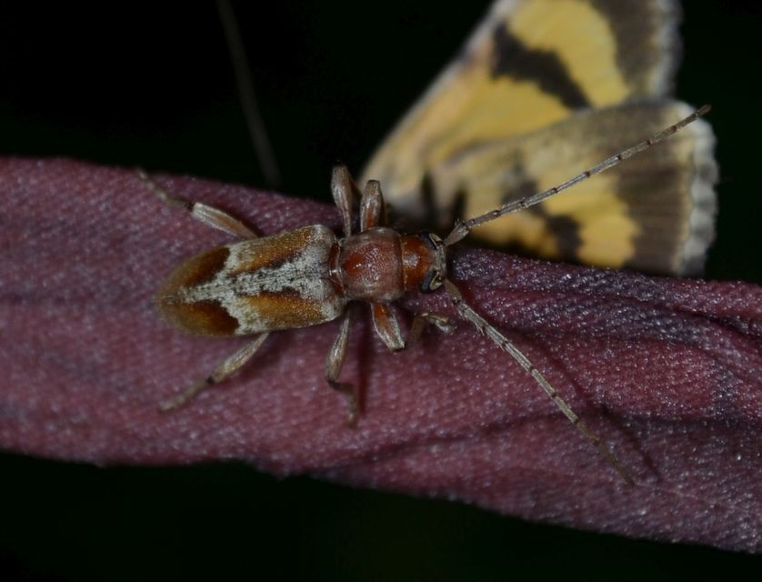 Trichoferus pallidus - sápadt éjicincér