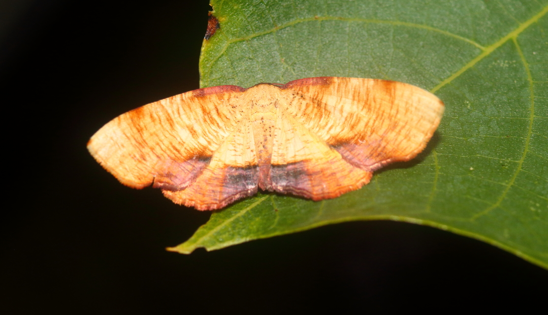 Plagodis dolabraria - baltaszárnyú araszoló