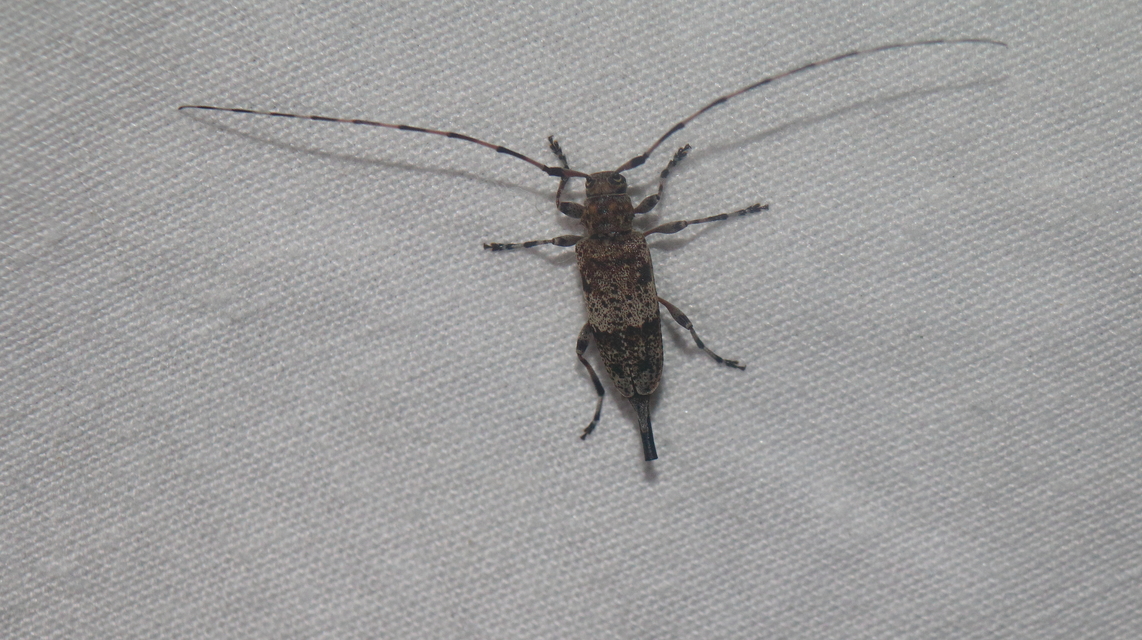 Acanthocinus griseus - szürke daliáscincér