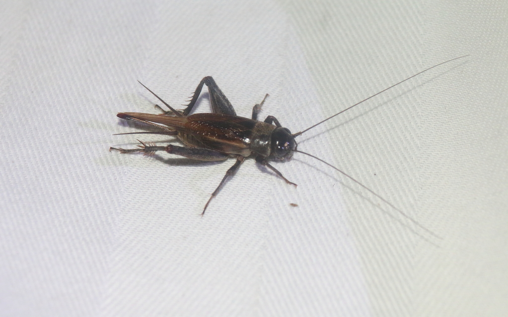 Eumodicogryllus bordigalensis - bordói tücsök