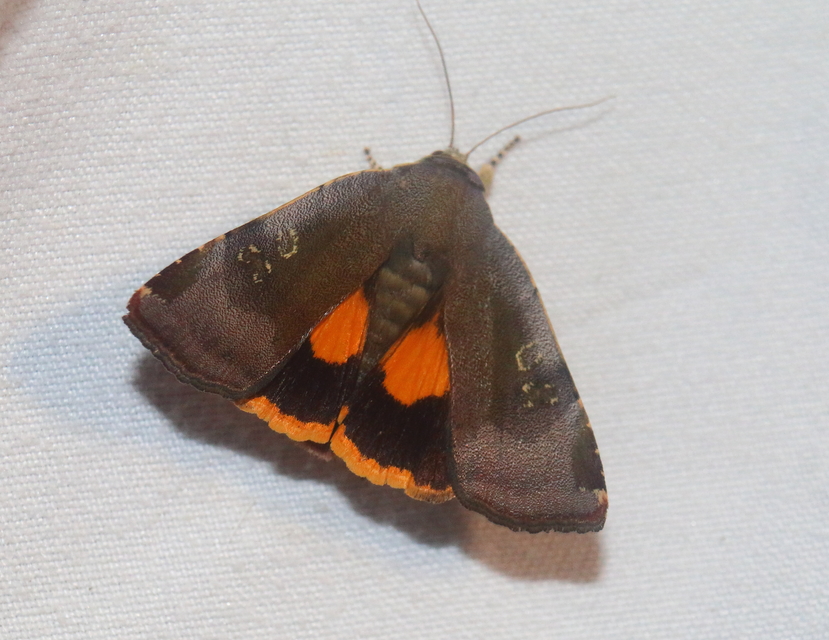 Noctua janthe/janthina