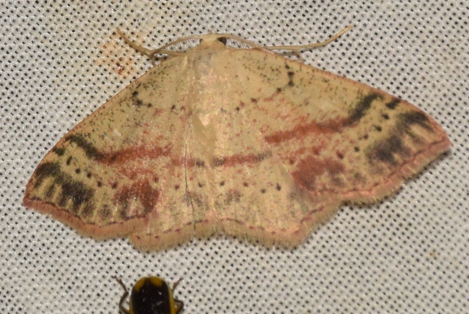 Cyclophora punctaria - sávos pettyesaraszoló
