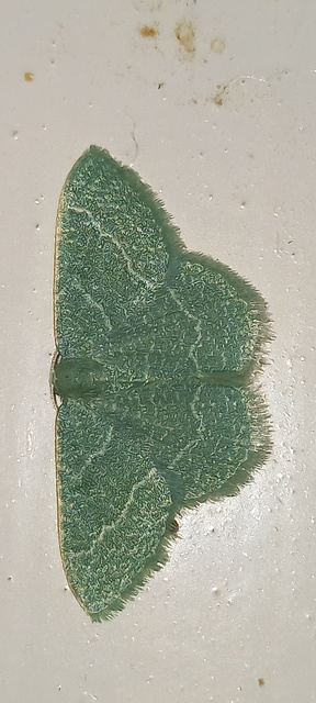 Phaiogramma etruscaria - fehérpettyes zöldaraszoló