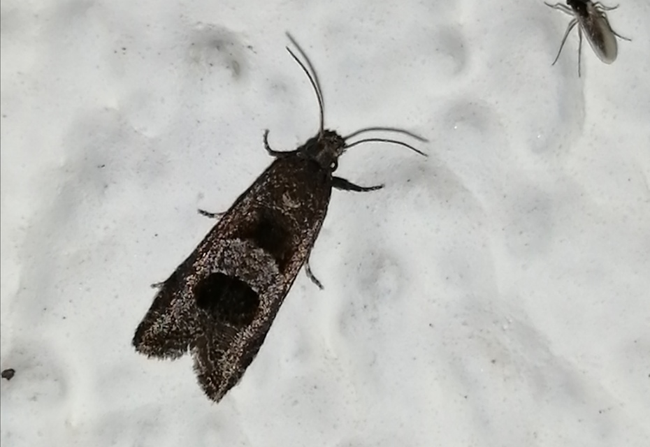 Epiblema junctana - turjáni tükrösmoly