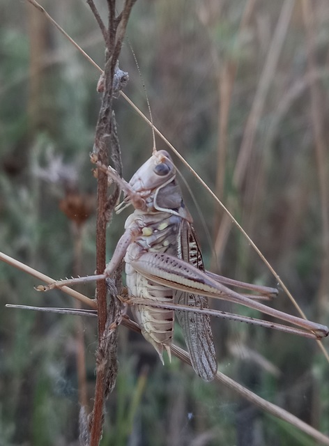 Gampsocleis glabra - tőrös szöcske