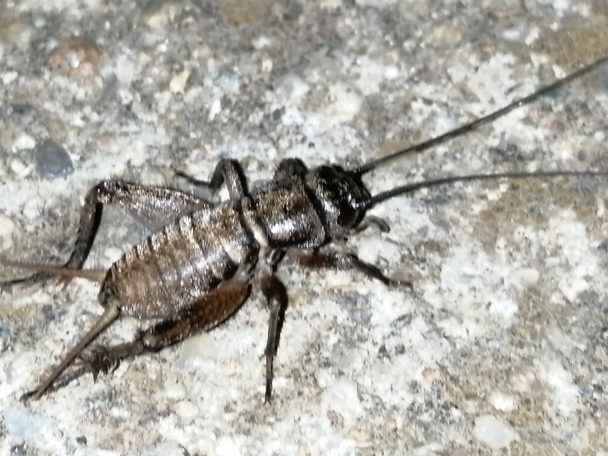 Eumodicogryllus bordigalensis - bordói tücsök