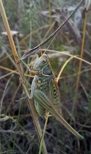 Gampsocleis glabra - tőrös szöcske