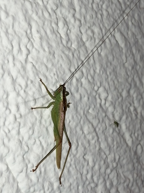 Conocephalus fuscus - kis kúpfejűszöcske