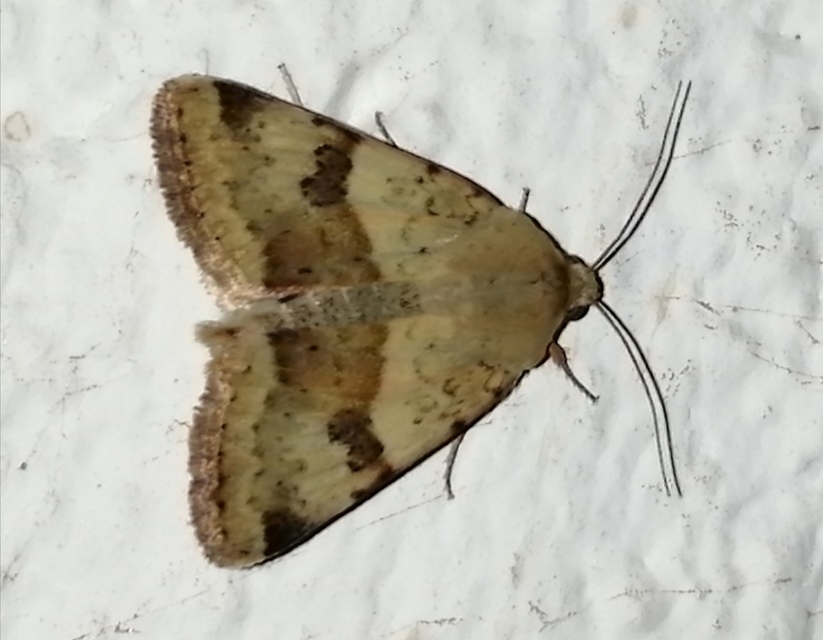 Heliothis viriplaca - mácsonyabagoly