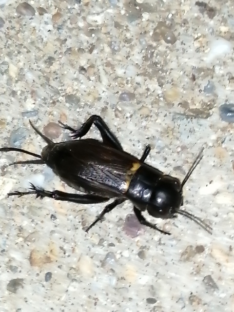 Gryllus campestris - mezei tücsök