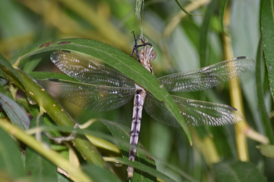 Orthetrum albistylum - fehérfarkú pásztorszitakötő