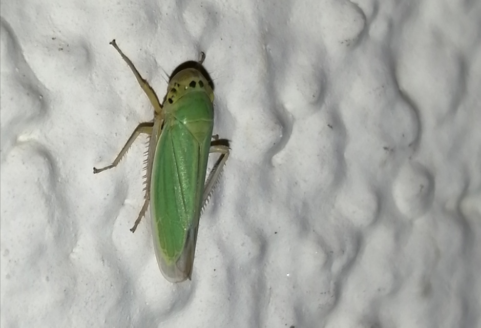 Cicadella viridis - méregzöld kabóca