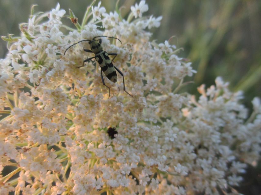 Chlorophorus varius - díszes darázscincér