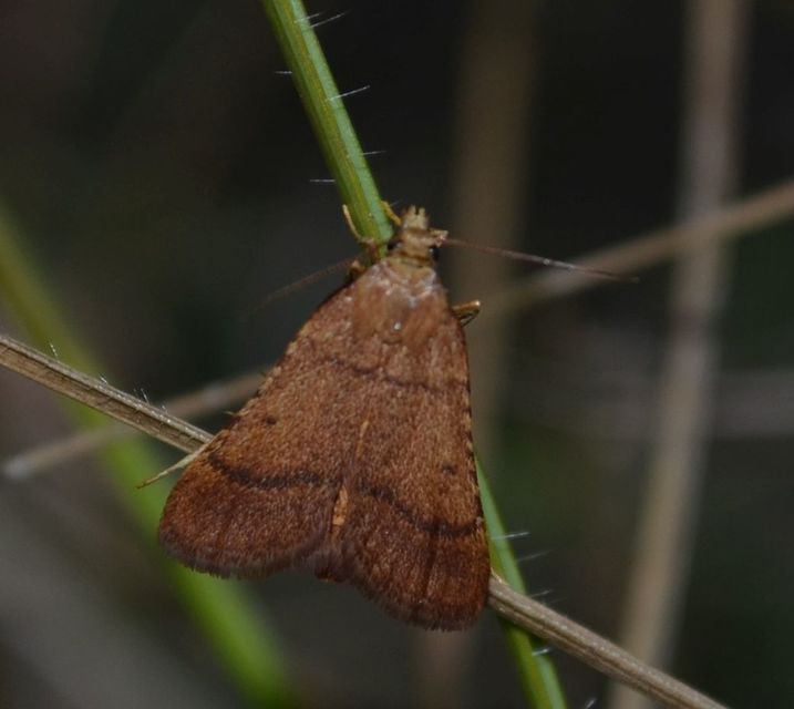 Stemmatophora honestalis - karsztlakó fényilonca