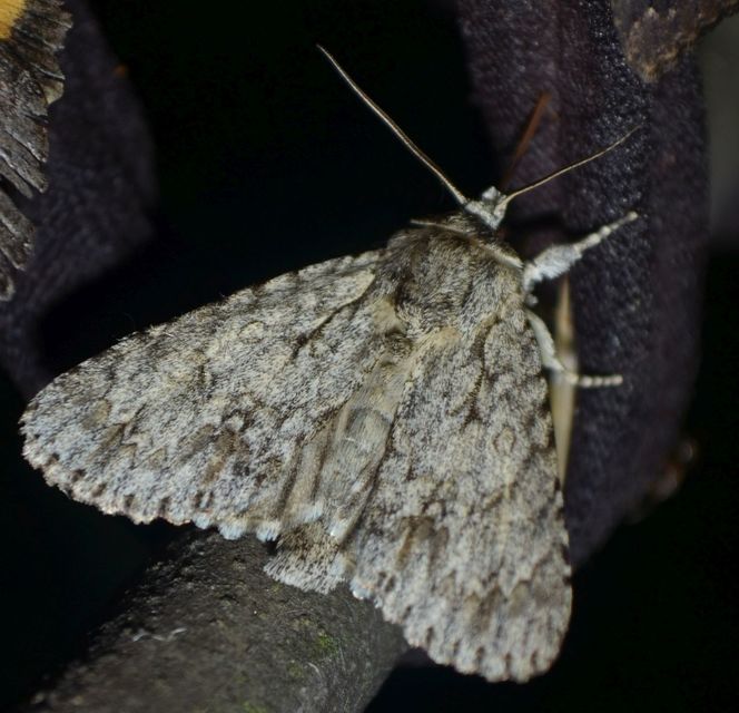 Acronicta aceris - vadgesztenye-szigonyosbagoly