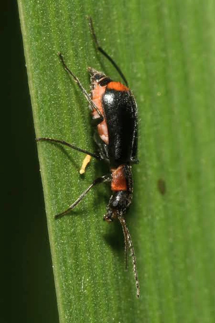 Axinotarsus pulicarius - barnafüggős bibircsesbogár