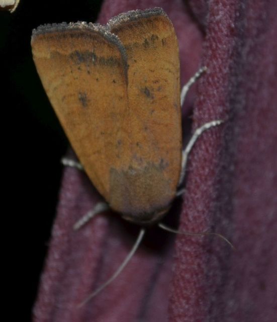 Noctua interjecta - zömök sárgafűbagoly