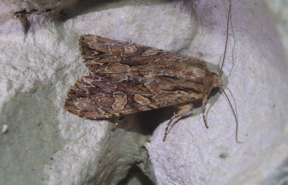 Apamea monoglypha - nagy dudvabagoly