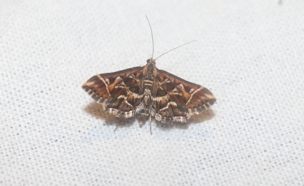 Diasemia reticularis - betűmintás tűzmoly