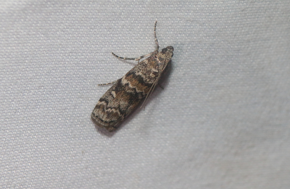 Dioryctria