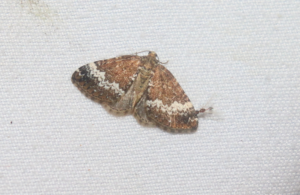Perizoma alchemillata - árvacsalán-araszoló