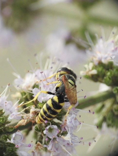 Hymenoptera - Hártyásszárnyúak