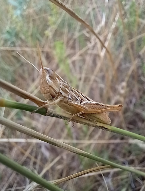 Euchorthippus declivus - rövidszárnyú rétisáska