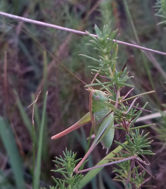Bicolorana bicolor - halványzöld rétiszöcske