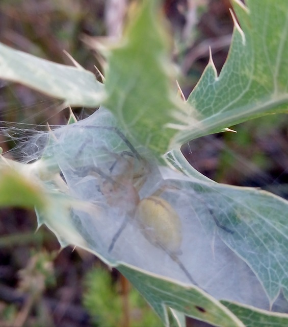 Cheiracanthium