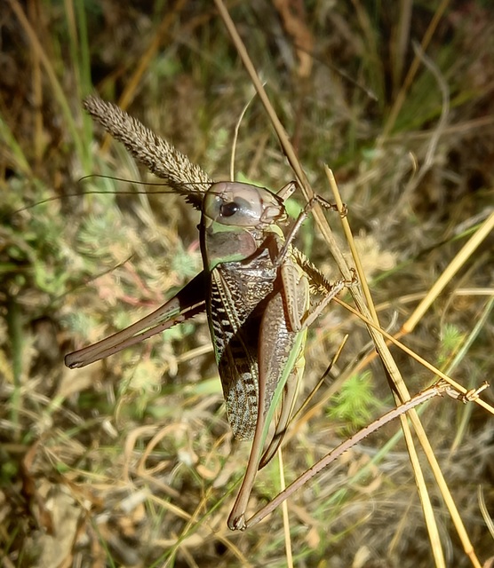 Decticus verrucivorus - szemölcsevő szöcske
